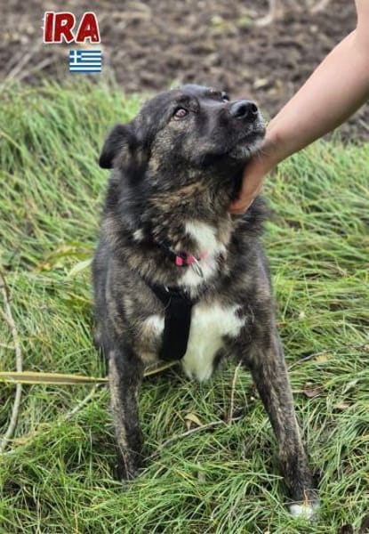 Ira - lieb und ruhig