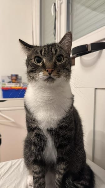 Nami sucht ein liebevolles Zuhause