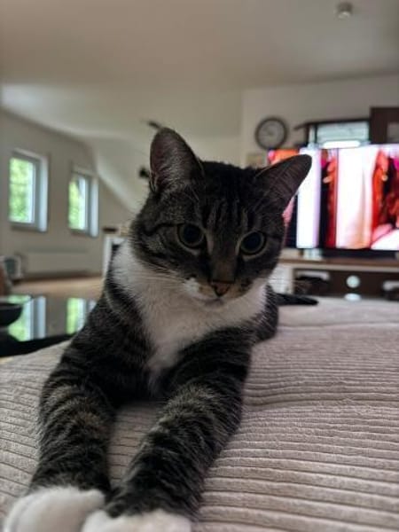 Nami sucht ein liebevolles Zuhause