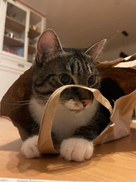 Nami sucht ein liebevolles Zuhause