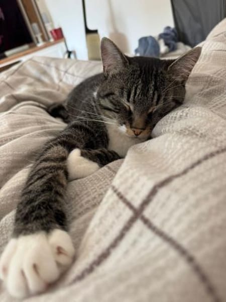 Nami sucht ein liebevolles Zuhause