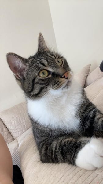 Nami sucht ein liebevolles Zuhause