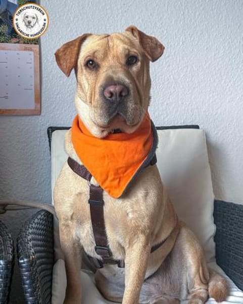 Shar Pei Hündin Eliza aus Bochum