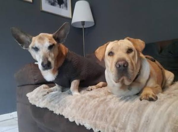 Shar Pei Hündin Eliza aus Bochum