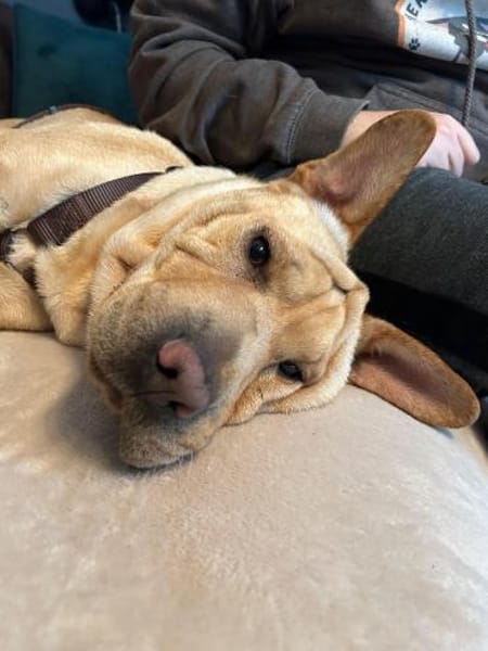 Shar Pei Hündin Eliza aus Bochum