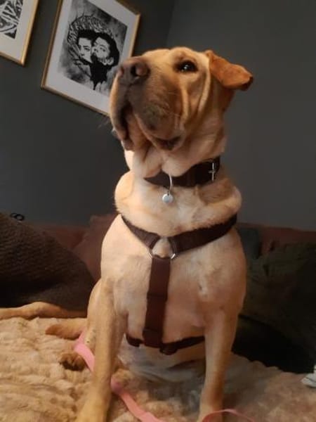 Shar Pei Hündin Eliza aus Bochum