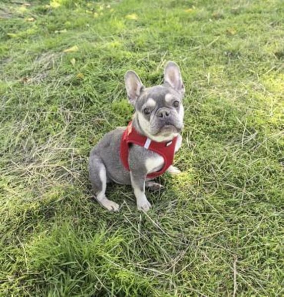 Barbala eine Liebe Bulldogge