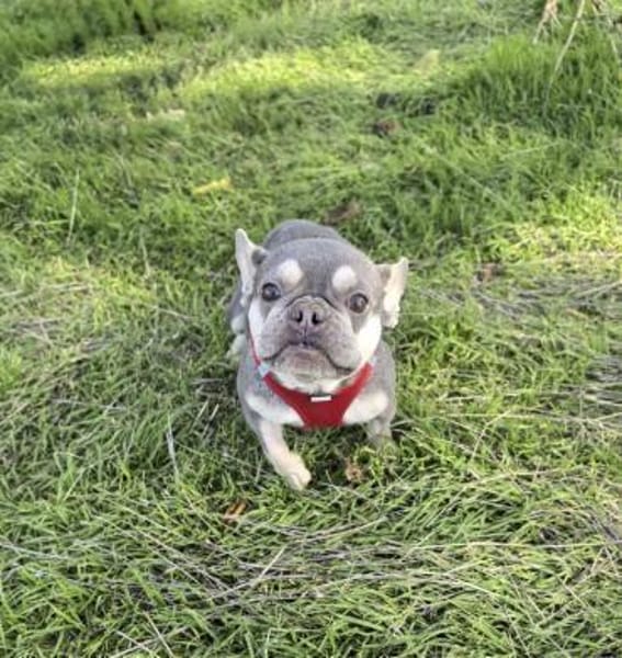Barbala eine Liebe Bulldogge