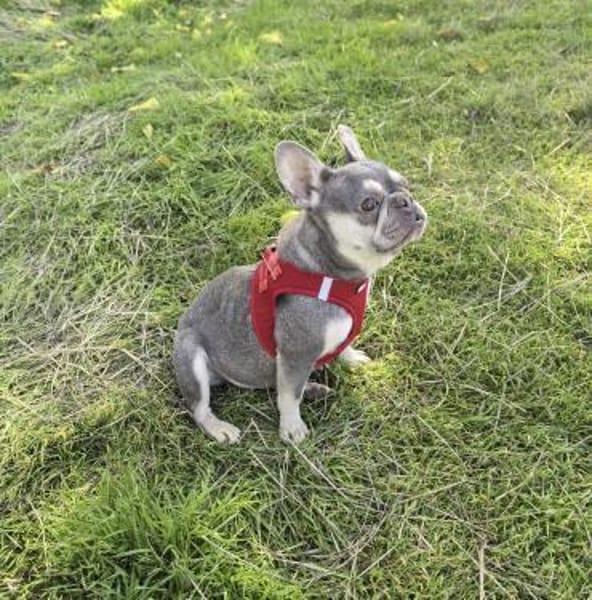 Barbala eine Liebe Bulldogge