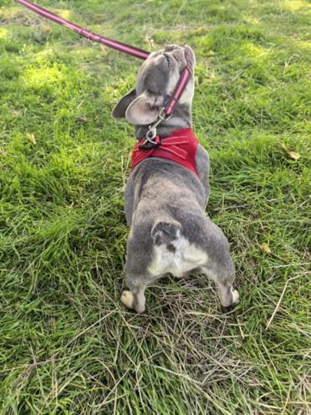 Barbala eine Liebe Bulldogge