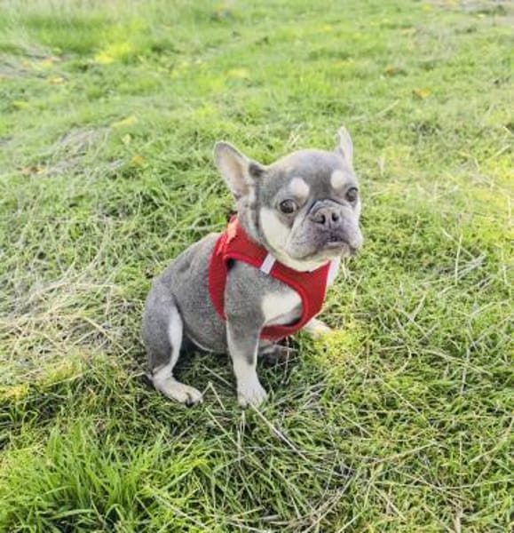 Barbala eine Liebe Bulldogge
