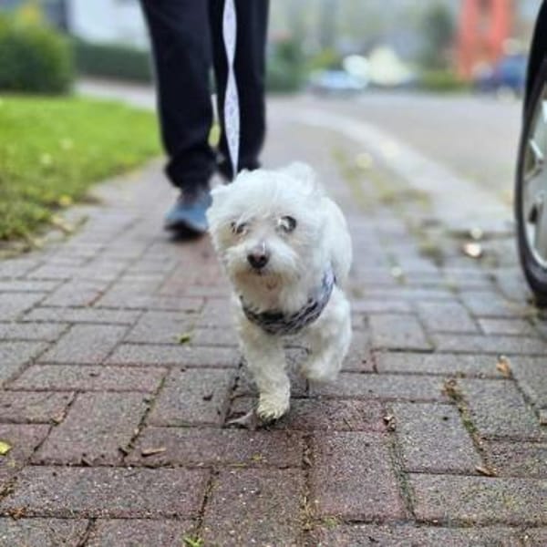 Darti - ist traumatisiert