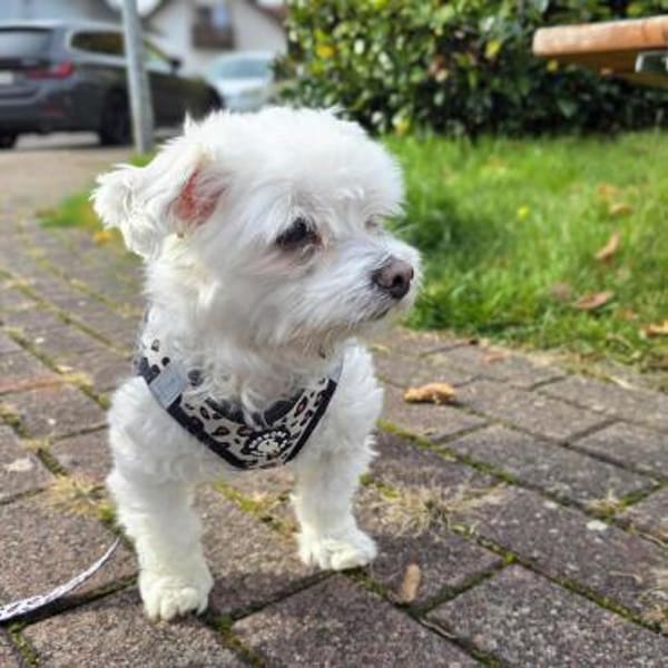 Darti - ist traumatisiert