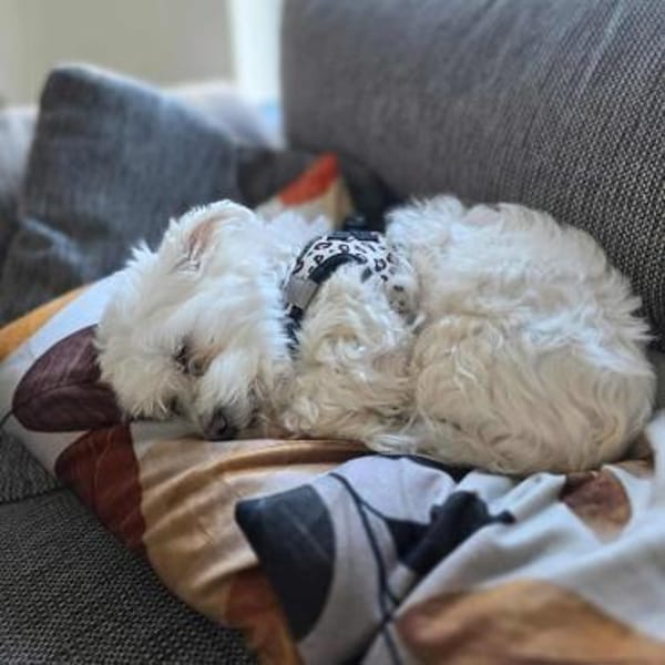 Darti - ist traumatisiert