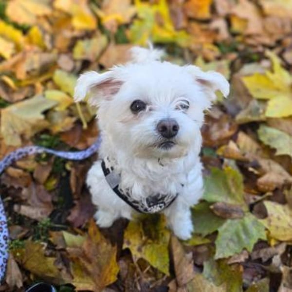 Darti - ist traumatisiert