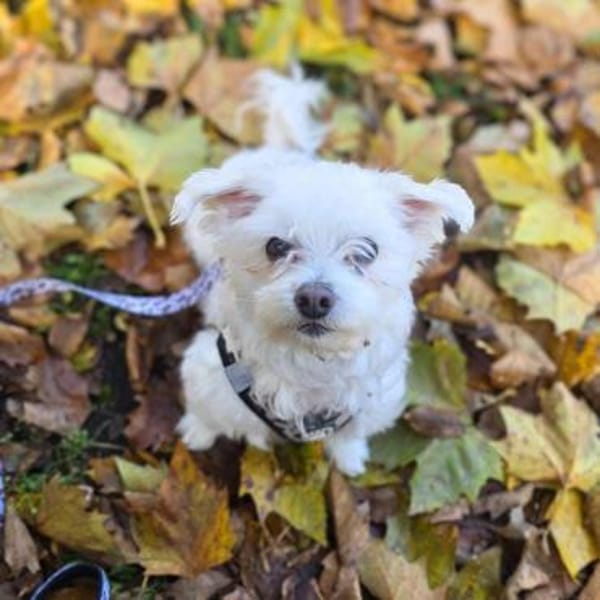 Darti - ist traumatisiert