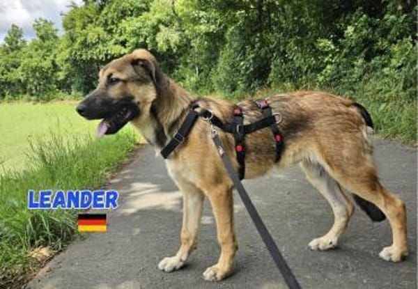 Leander - liebenswert und ruhig