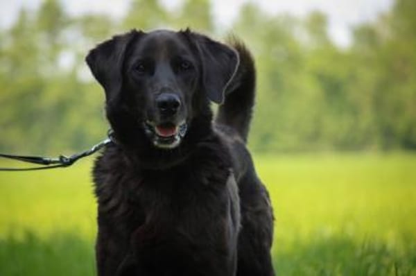 Bobby sucht schon so lange