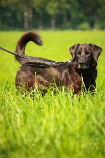 Bobby sucht schon so lange