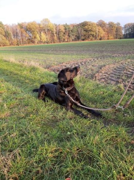 Bobby sucht schon so lange