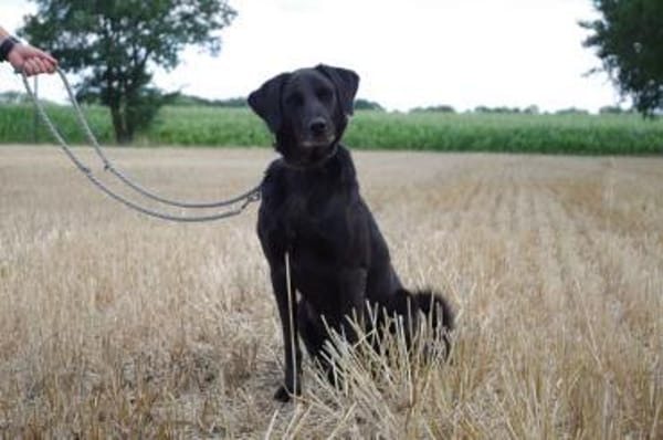 Bobby sucht schon so lange