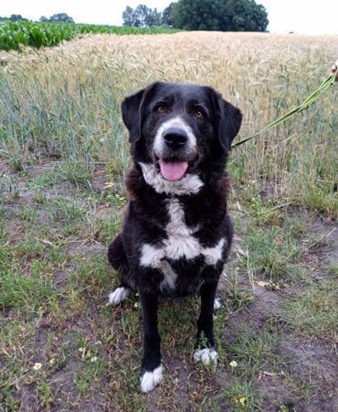 Nanda sucht ein neues Zuhause