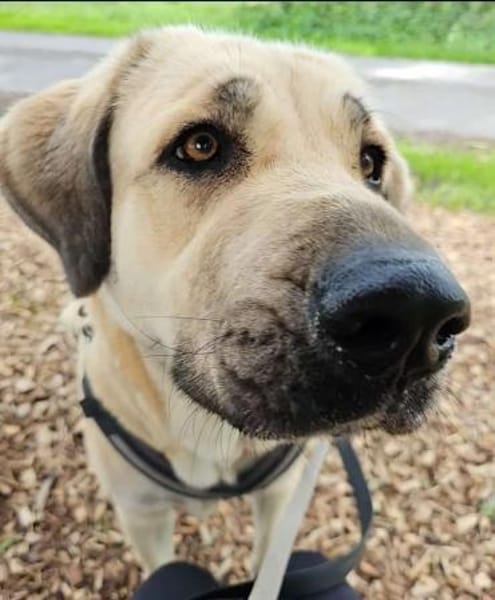 Kali - freundliche lebensfrohe Hündin