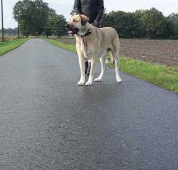 Kali - freundliche lebensfrohe Hündin