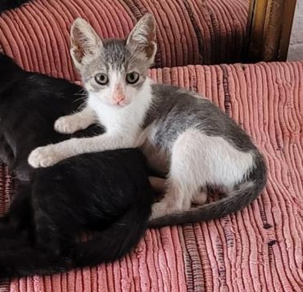 Findelkind Findus sucht sein Glück