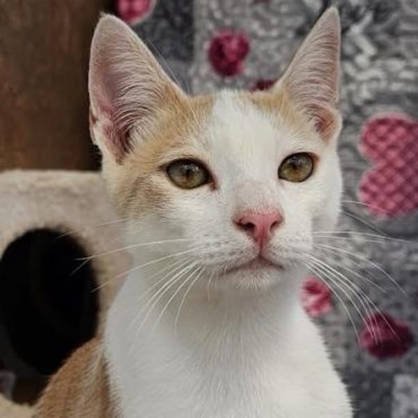 Süßer Buster sucht liebevolles Zuhause