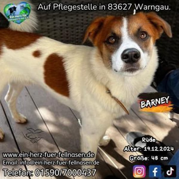 BARNEY-liebt Hunde, Katzen und Kinder