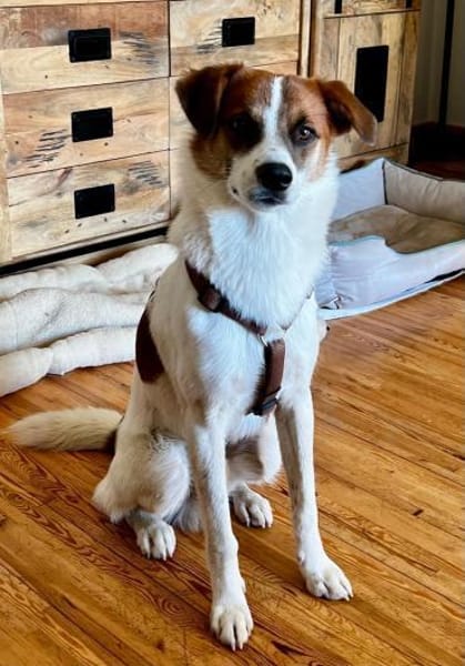 BARNEY-liebt Hunde, Katzen und Kinder