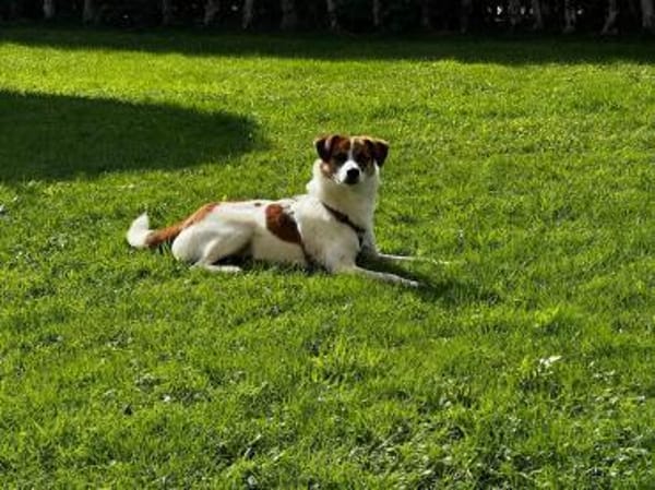 BARNEY-liebt Hunde, Katzen und Kinder