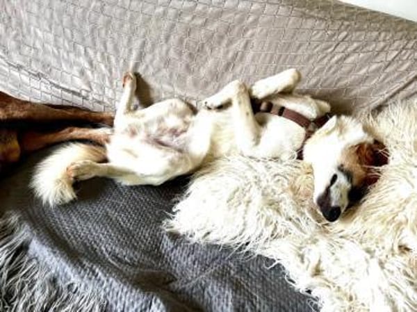 BARNEY-liebt Hunde, Katzen und Kinder