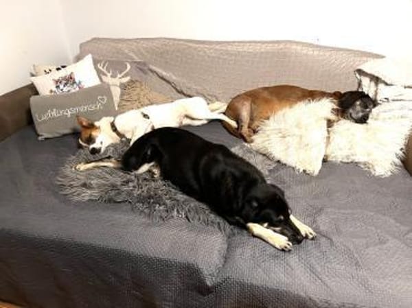 BARNEY-liebt Hunde, Katzen und Kinder