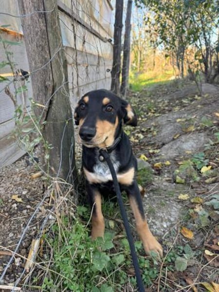 Unsere Funny sucht ihre Seelenheimat