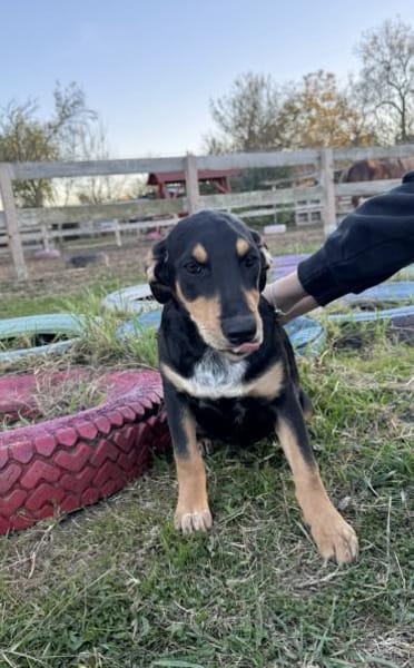 Unsere Funny sucht ihre Seelenheimat