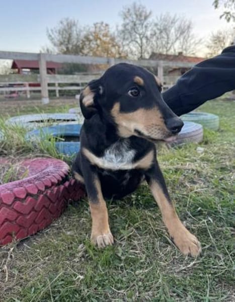 Unsere Funny sucht ihre Seelenheimat