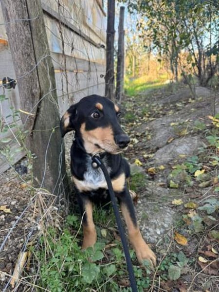 Unsere Funny sucht ihre Seelenheimat