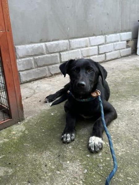 Yeti  neugieriger Jungspund