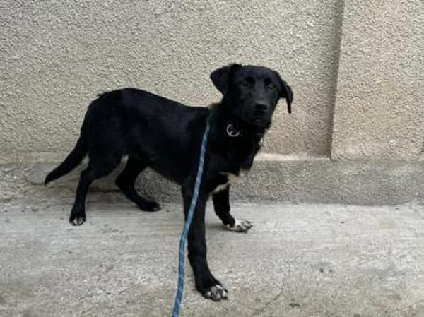 Yeti  neugieriger Jungspund