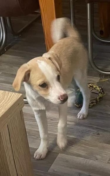 Kleiner Loki❤ sucht liebevolles Heim