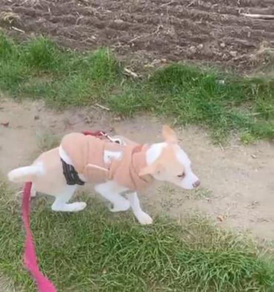 Kleiner Loki❤ sucht liebevolles Heim