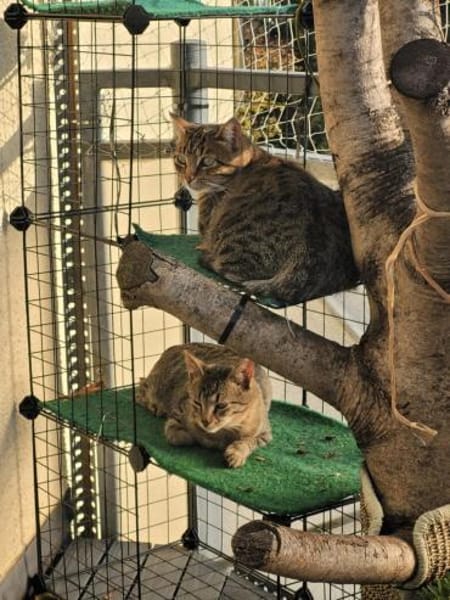 Tigermädchen Flia sucht ihre Familie