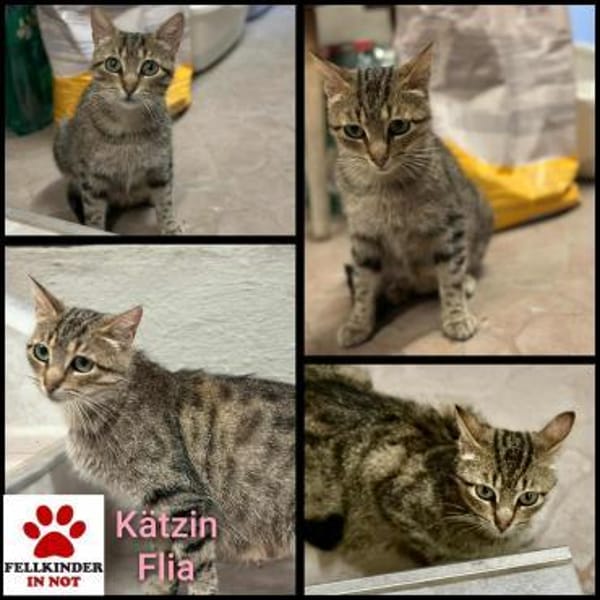 Tigermädchen Flia sucht ihre Familie