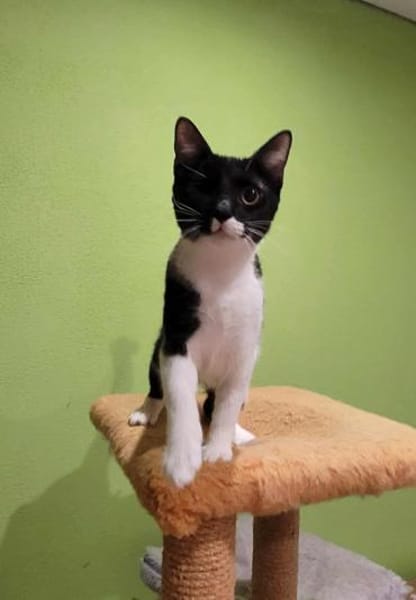 Piratin Anne Bonny sucht sicheren Hafen