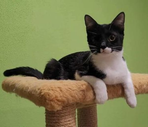 Piratin Anne Bonny sucht sicheren Hafen