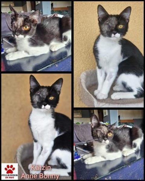 Piratin Anne Bonny sucht sicheren Hafen