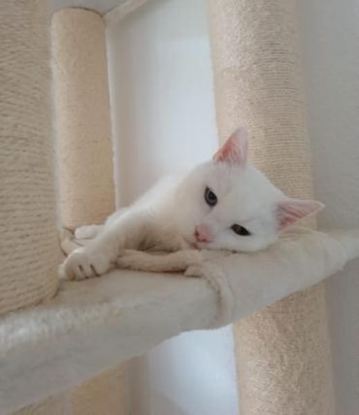 Verschmuster Kater sucht zu Hause