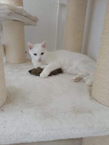 Verschmuster Kater sucht zu Hause
